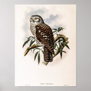 Póster Búho-Halcón Vintage de John Gould