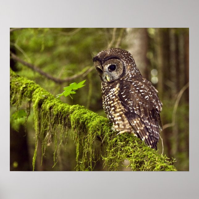 Póster Búho manchado del norte (Strix occidentals caurina (Frente)