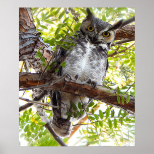Póster Búho mirando hacia abajo desde una rama