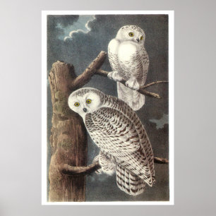 Póster Búho Nevado de Audubon