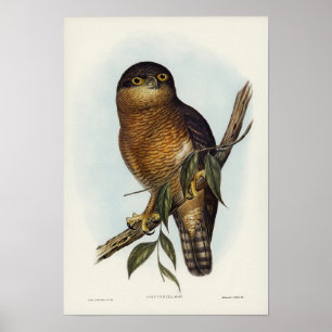 Póster Búho rufous por Elizabeth Gould