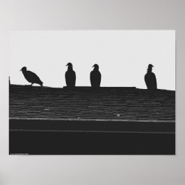 Póster Buitre de Turquía,