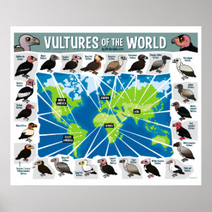 Póster Buitres del mundo