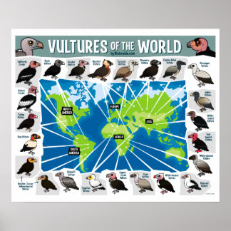 Póster Buitres del mundo