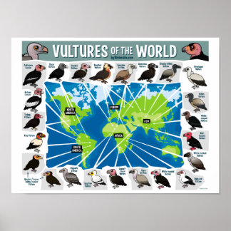 Póster Buitres del mundo