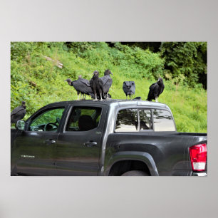 Póster Buitres en un Poster de un camión
