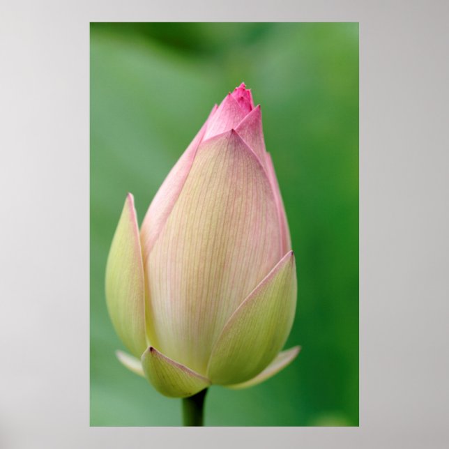 Póster Bulbo de Nenúfar sin abrir, Jardín Botánico de Dur (Frente)