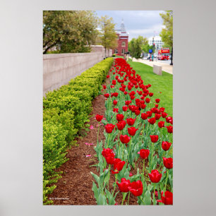 Póster Bulbos de Haupt