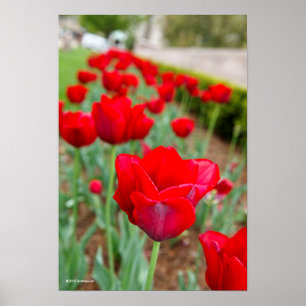 Póster Bulbos de Haupt, primer