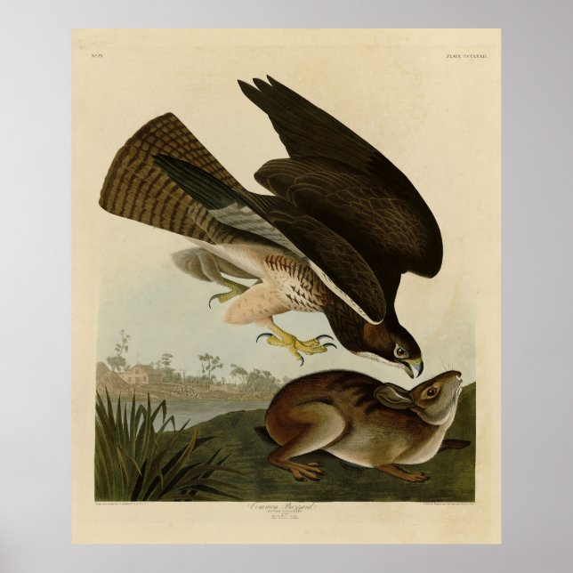 Póster Bulerar común - de los pájaros de Estados Unidos d (Frente)