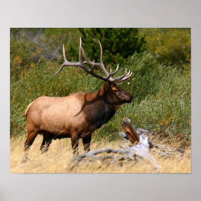 Póster Bull Elk (Frente)