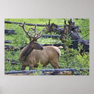 Póster Bull Elk