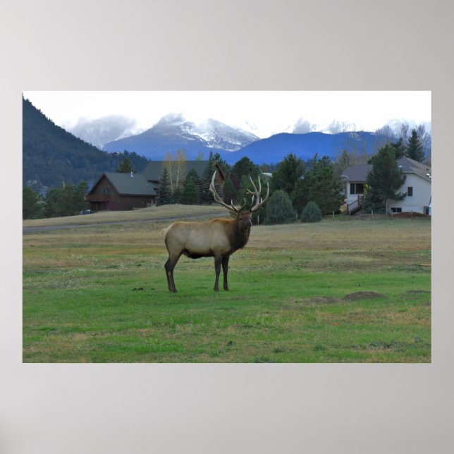 Póster Bull Elk (Frente)