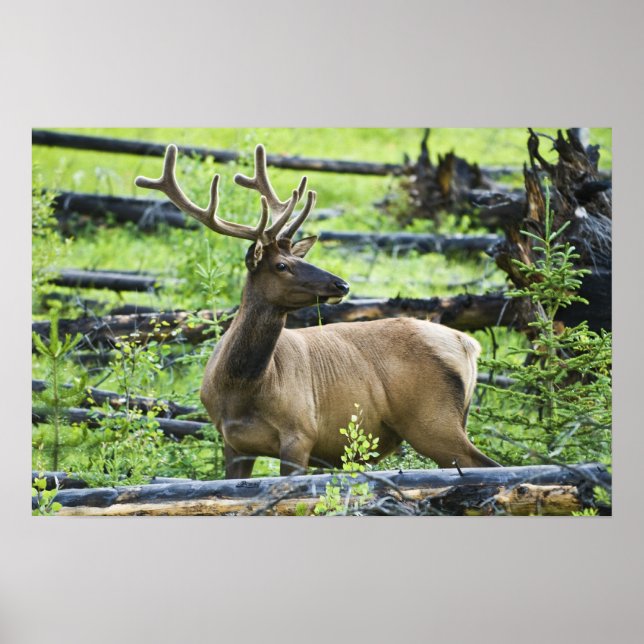 Póster Bull Elk (Frente)