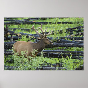 Póster Bull Elk