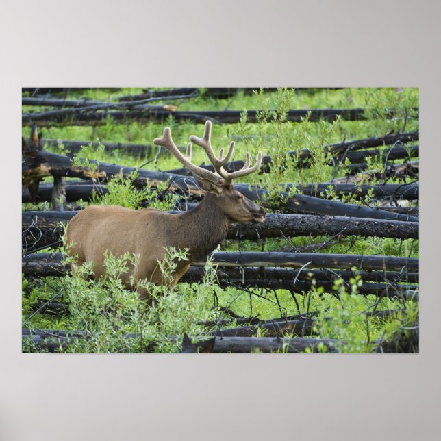 Póster Bull Elk (Frente)