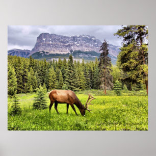 Póster Bull Elk at Castle Mountain Banff National Park