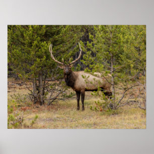 Póster Bull Elk   En el Parque Nacional Yellowstone