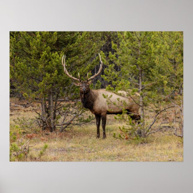 Póster Bull Elk | En el Parque Nacional Yellowstone (Frente)
