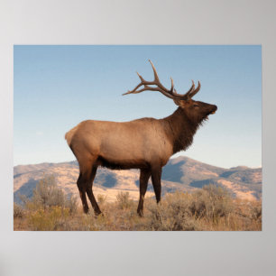 Póster Bull Elk Near Mammoth Wyoming