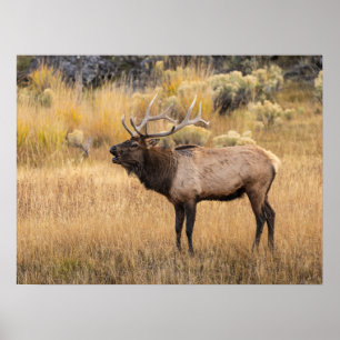 Póster Bull Elk   Parque nacional Yellowstone