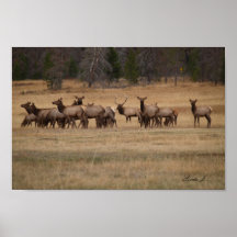 Bull Elk y su papel de lienzo Harem Colorado en Es