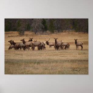 Póster Bull Elk y su papel de lienzo Harem Colorado en Es