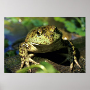 Póster Bull frog.