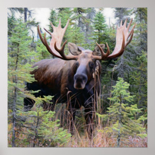 Póster Bull Moose