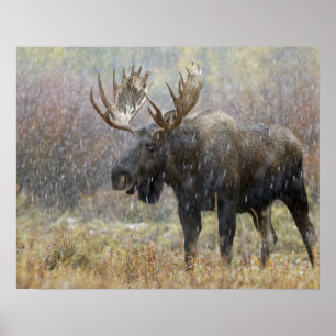 Póster Bull moose in snowstorm with aspen trees