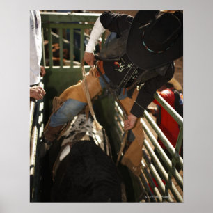 Póster Bull rider tying rope on bull in the chute