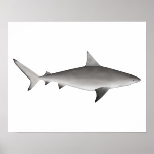 Póster Bull Shark