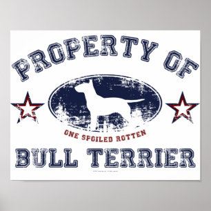 Póster Bull Terrier