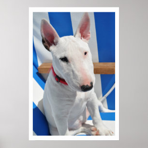 Póster Bull Terrier