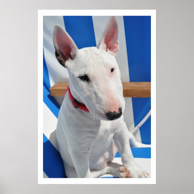 Póster Bull Terrier (Frente)