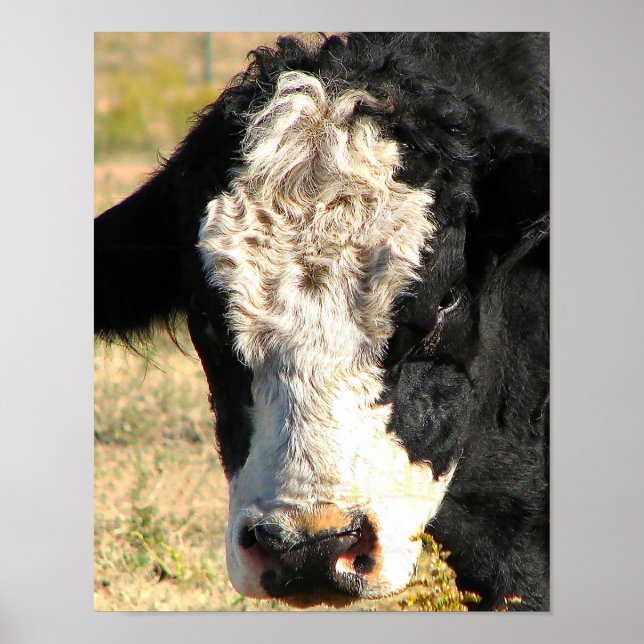 Póster Bull Watch (Frente)