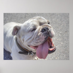 Póster Bulldog blanco feliz