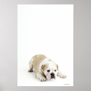Póster Bulldog blanco y marrón