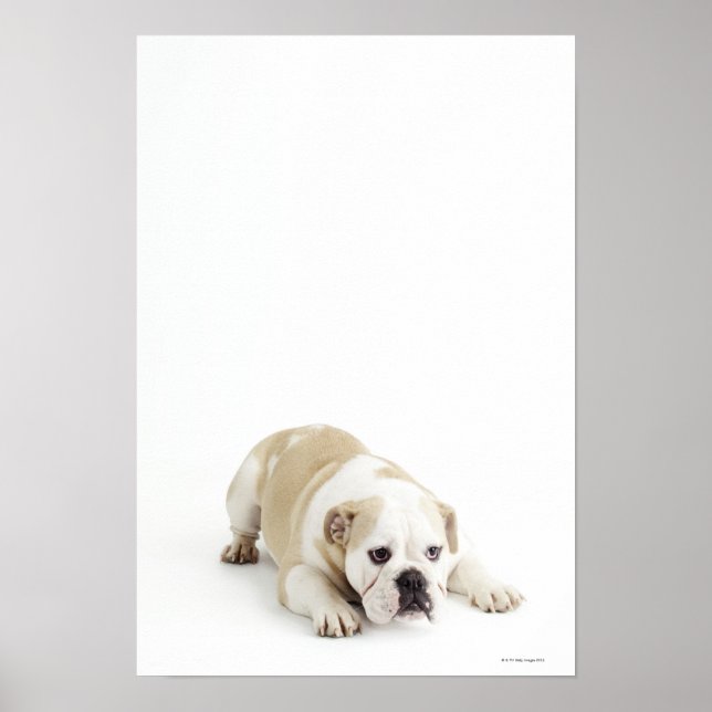 Póster Bulldog blanco y marrón (Frente)