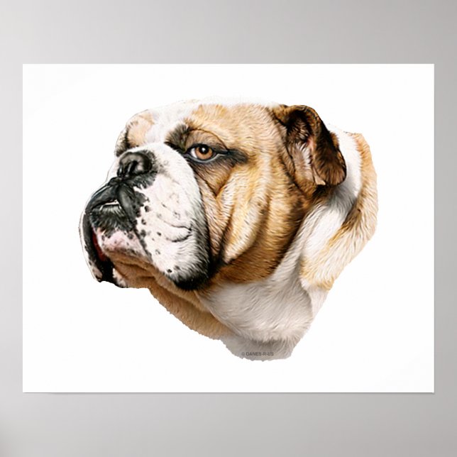 Póster Bulldog Bust (Frente)
