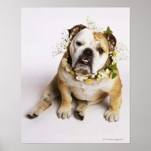 Póster Bulldog con el cuello de la flor