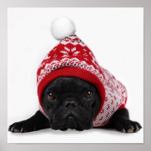 Póster Bulldog con el suéter encapuchado