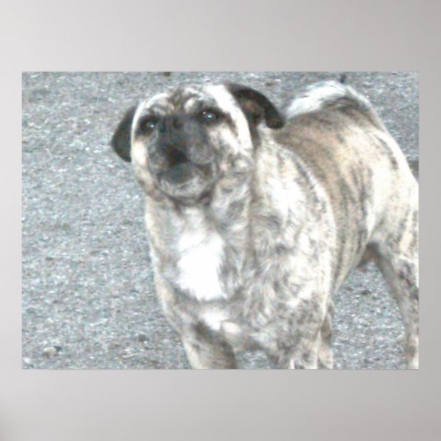 Póster Bulldog de barrido (Frente)