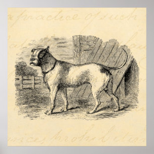 Póster Bulldog de época Ilustracion de Bulldog de los año