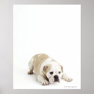Póster Bulldog del blanco y del moreno