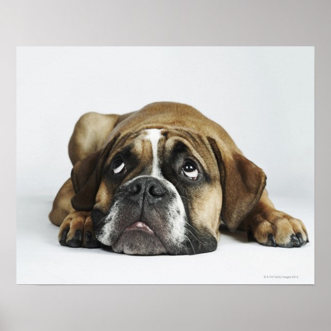 Póster Bulldog Dorset Old Tyme (Frente)
