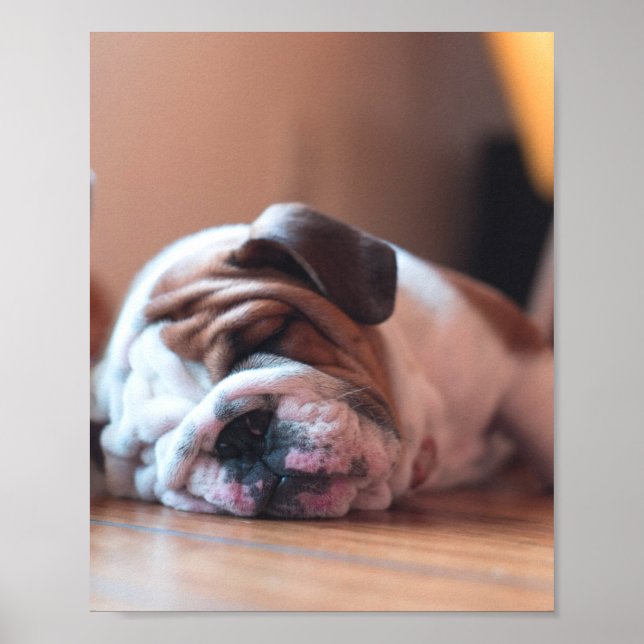 Póster Bulldog durmiente bata y cachorro blanco (Frente)