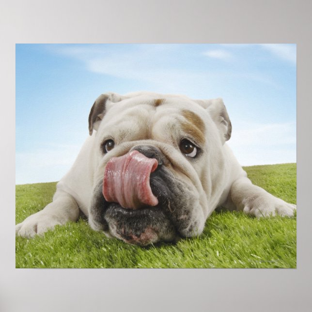 Póster Bulldog en los labios de la grasa (Frente)