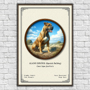 Póster Bulldog Español (Alano Español) Serie de Zoología