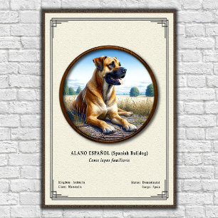 Póster Bulldog Español (Alano Español) Serie de Zoología